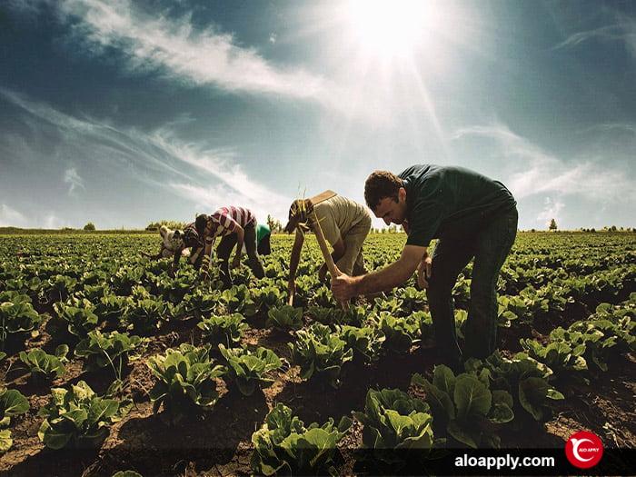 کشاورزی در ترکیه